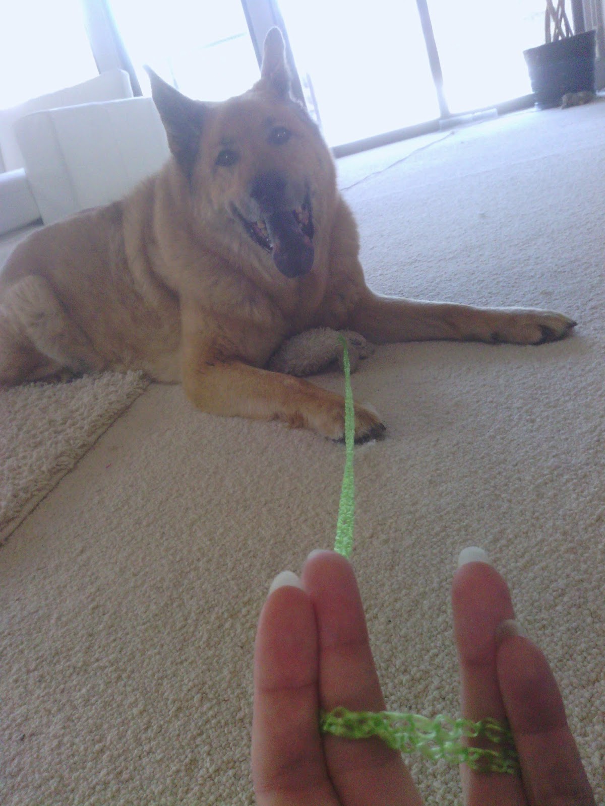 dog smiling with toy on a string