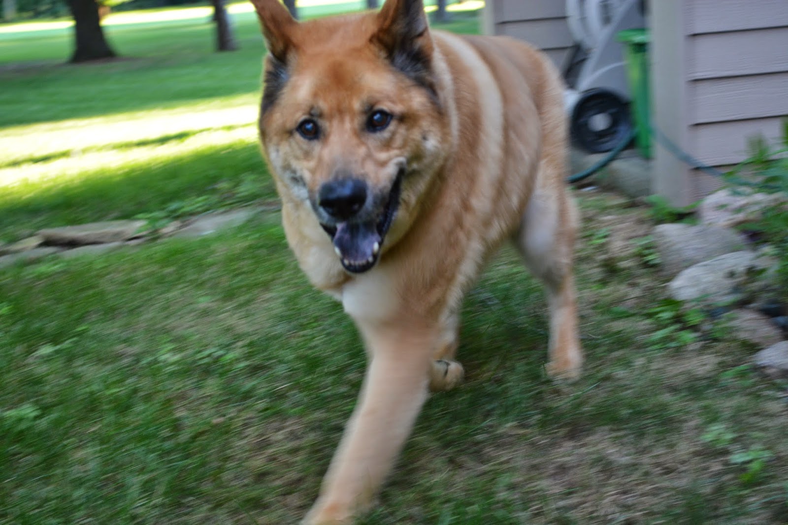 Kody dog running towards camera on a green landscaped lawn
