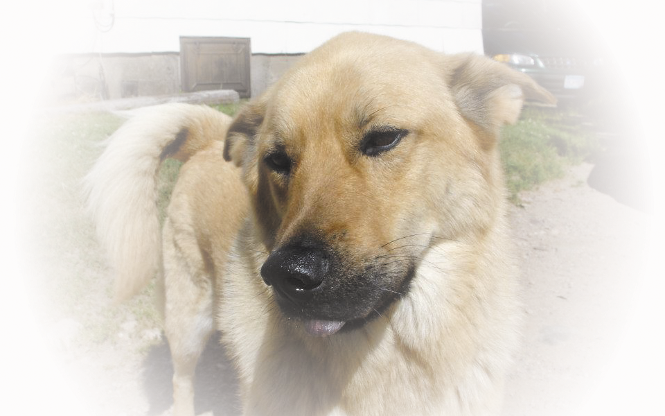 a photo of Kody, a shepherd/akita/chow mix