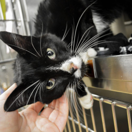 black and white tuxedo cat