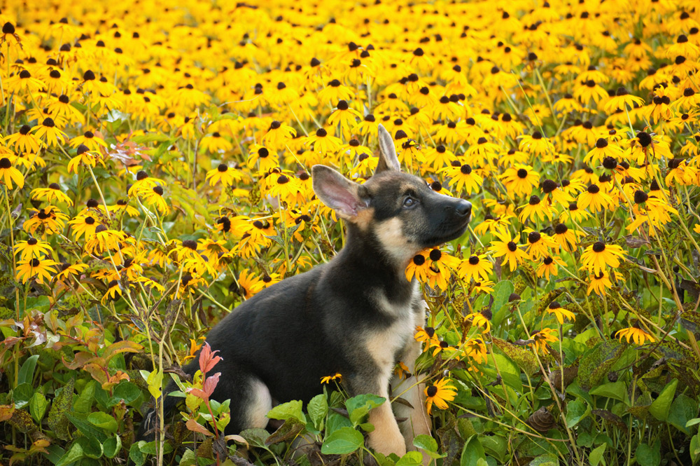 Westley as a puppy in a field of yellow flowers