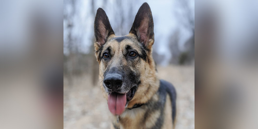 german shepherd happy dog