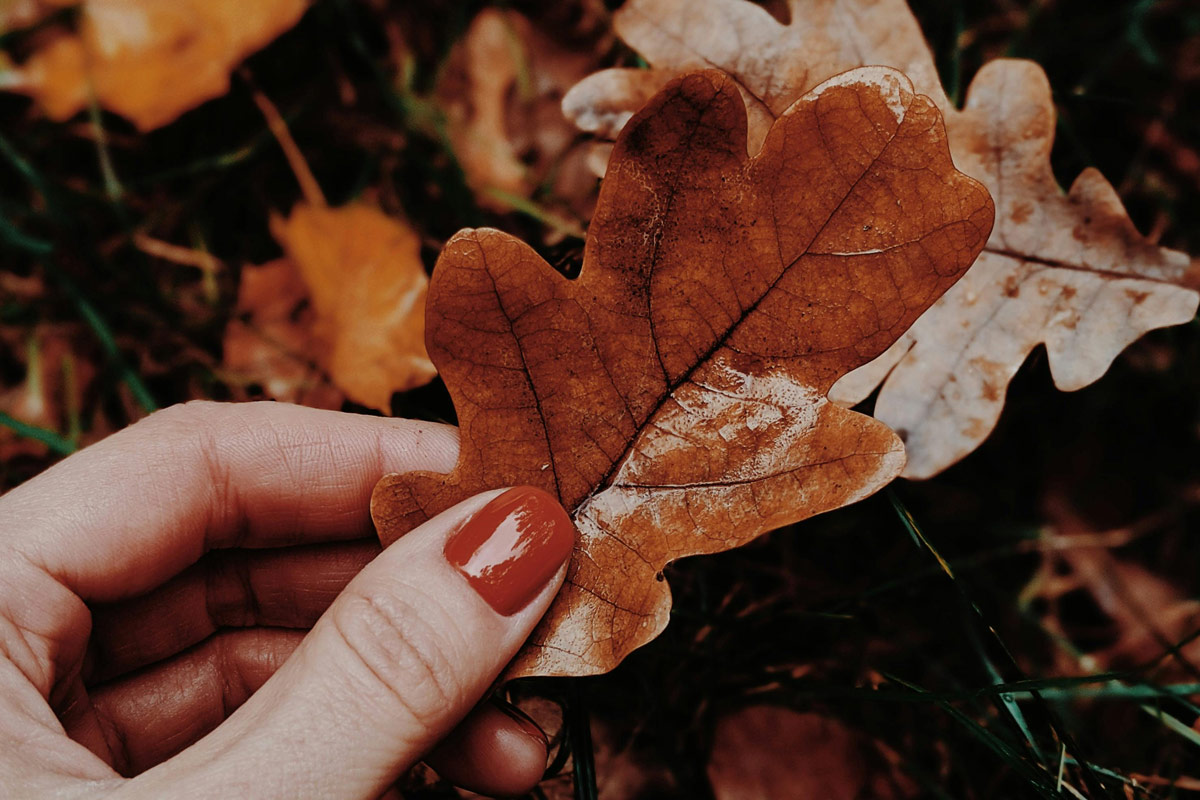 woman's hand holding a fallen leaf